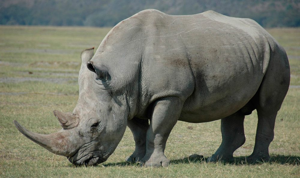 Alimentación del rinoceronte blanco