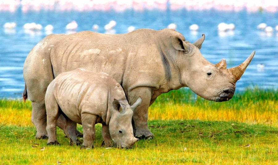 Características de los rinocerontes