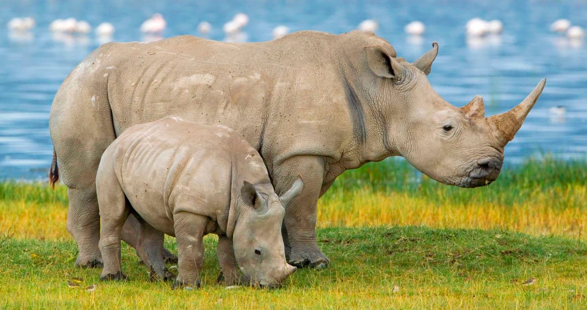 Características del rinoceronte