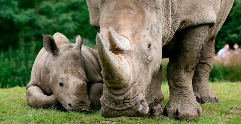 Características de los rinocerontes: guía completa