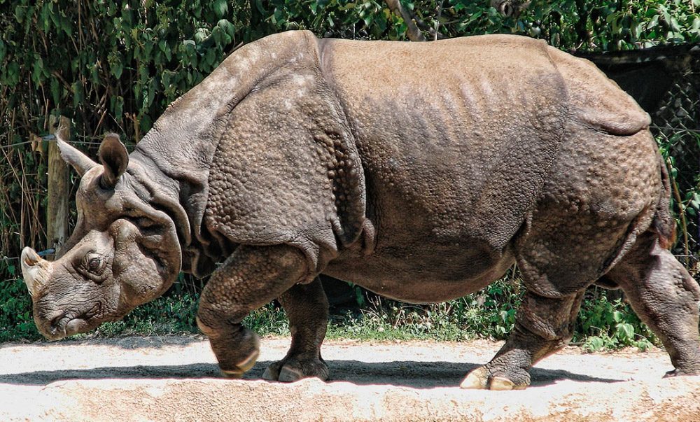 Comportamiento del rinoceronte indio