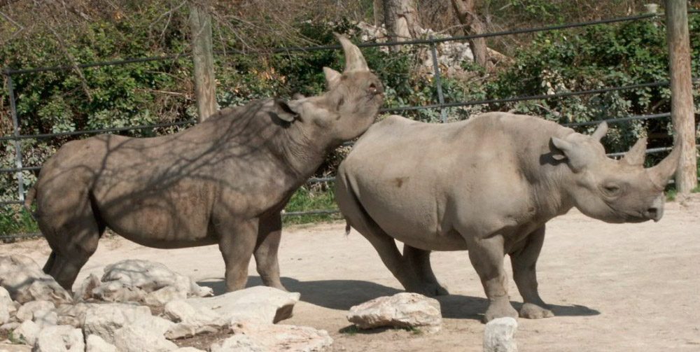 Comportamiento del rinoceronte