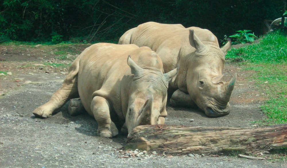 Comunicación del rinoceronte