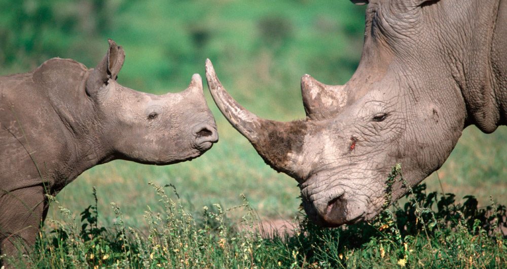 Cuernos de los rinocerontes