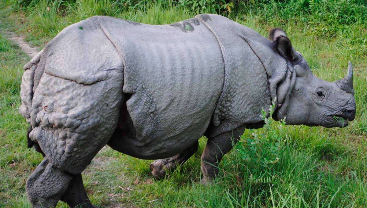Cuernos del rinoceronte