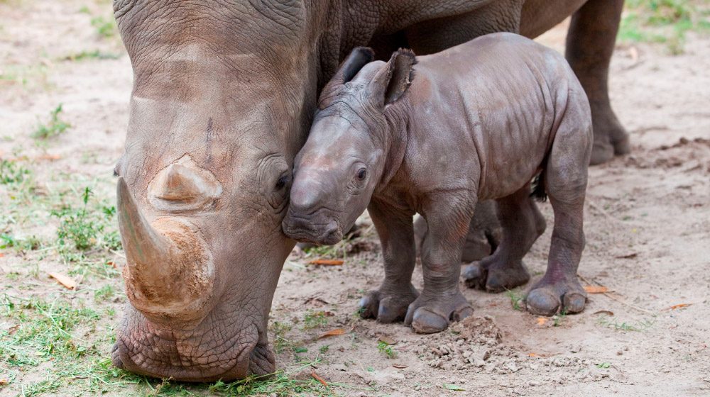 Curiosidades sobre los rinocerontes