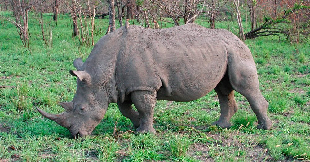 Datos interesantes sobre los rinocerontes