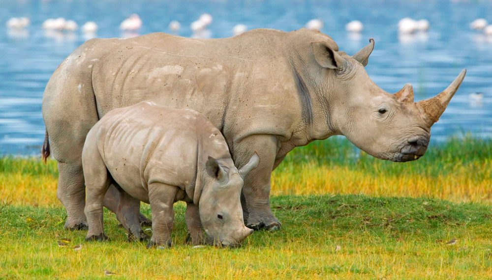 Familia de rinocerontes