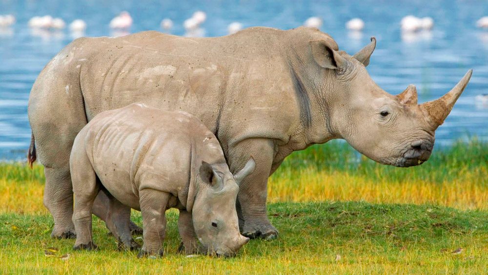 Fotos de cuernos de los rinocerontes