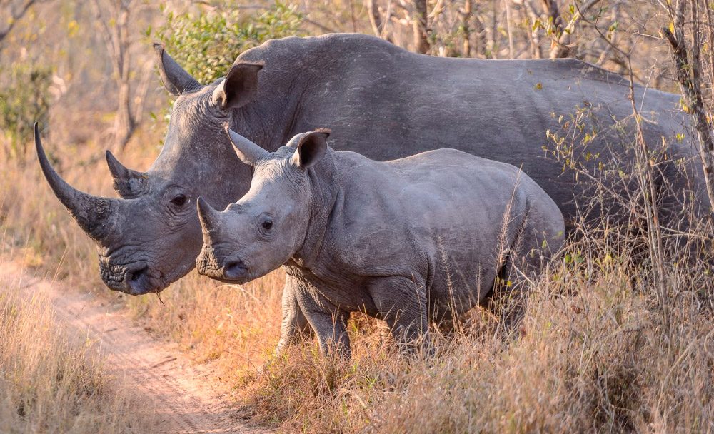 Fotos de familias de rinocerontes