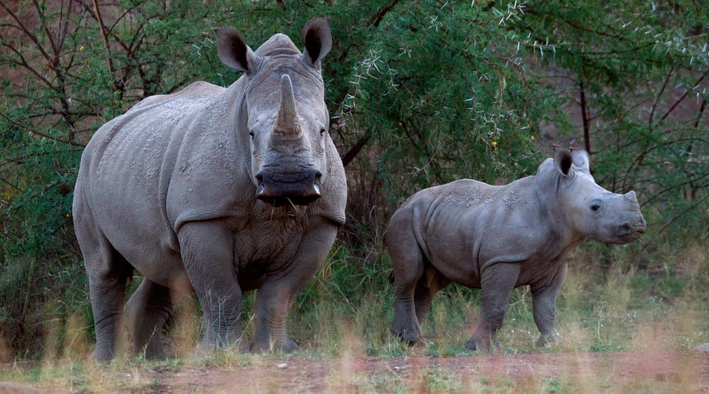 Fotos de rinocerontes en grupo