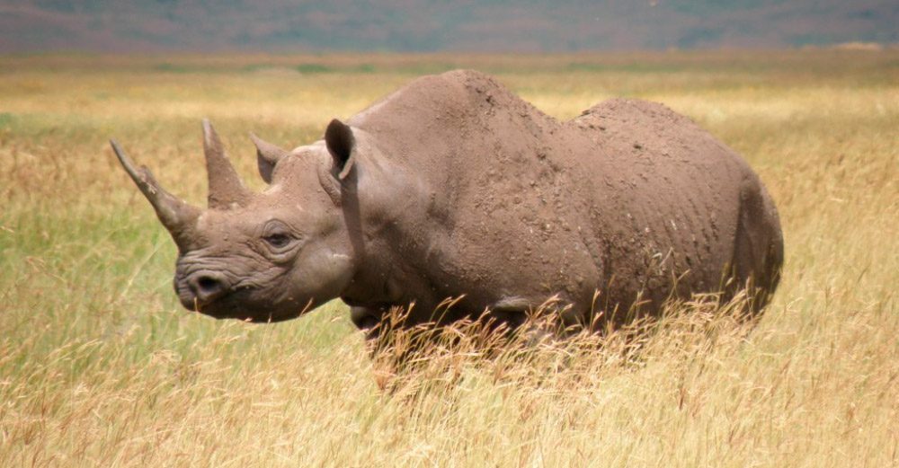 Fotos del rinoceronte negro africano