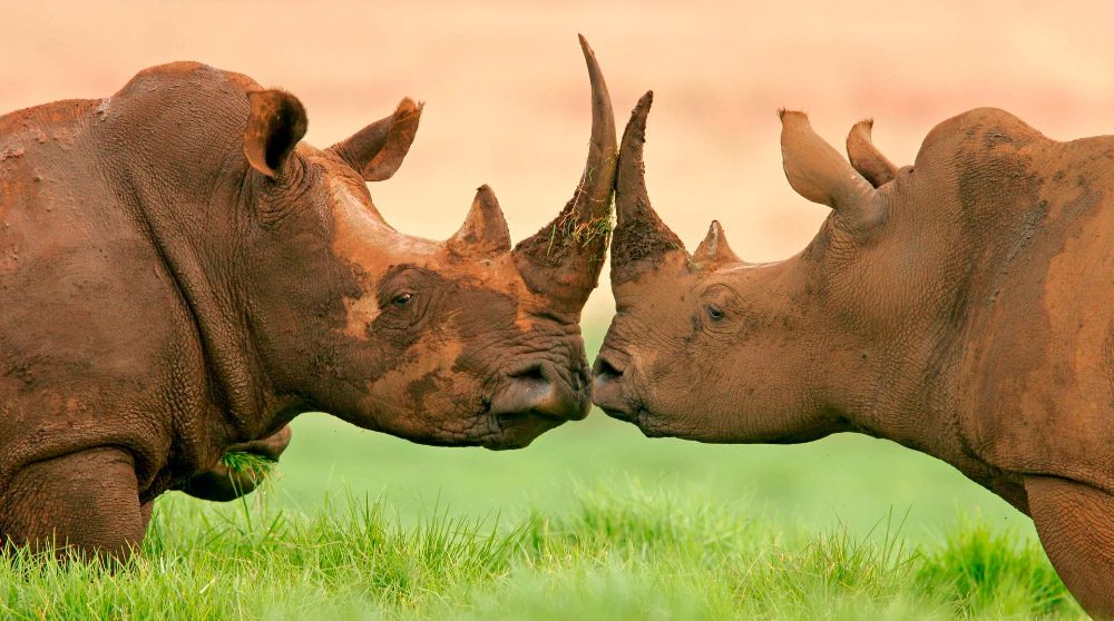 Guía completa de los rinocerontes