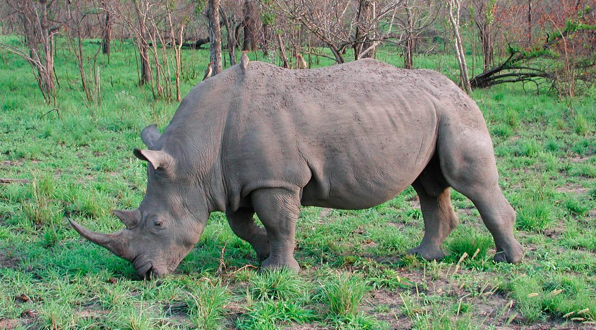 Guía de los rinocerontes