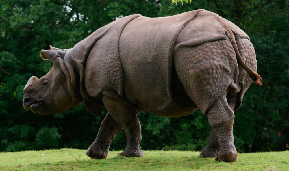 Hábitat del rinoceronte indio
