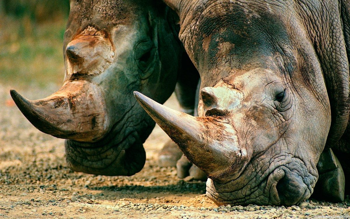 Imágenes con rinocerontes