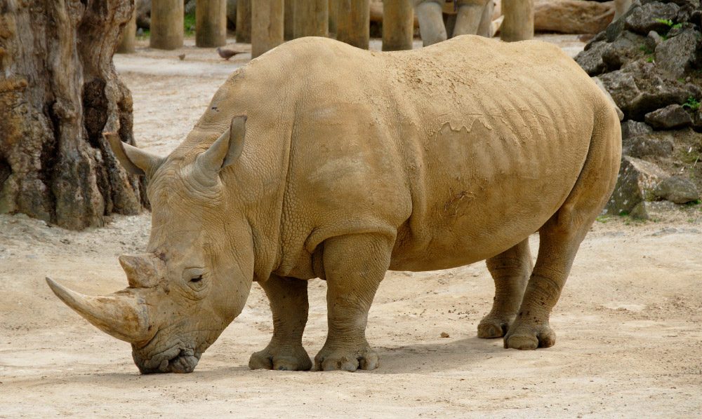 Imagenes de cuernos de los rinocerontes