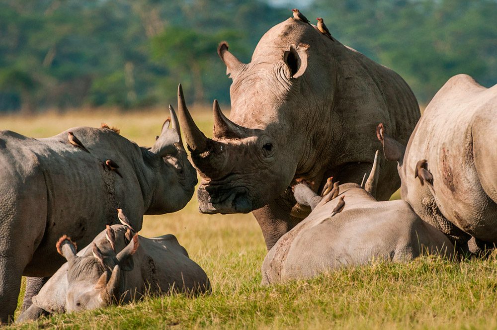 Imágenes de grupos de rinocerontes