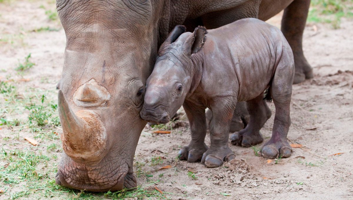 Imágenes de rinocerontes comiendo