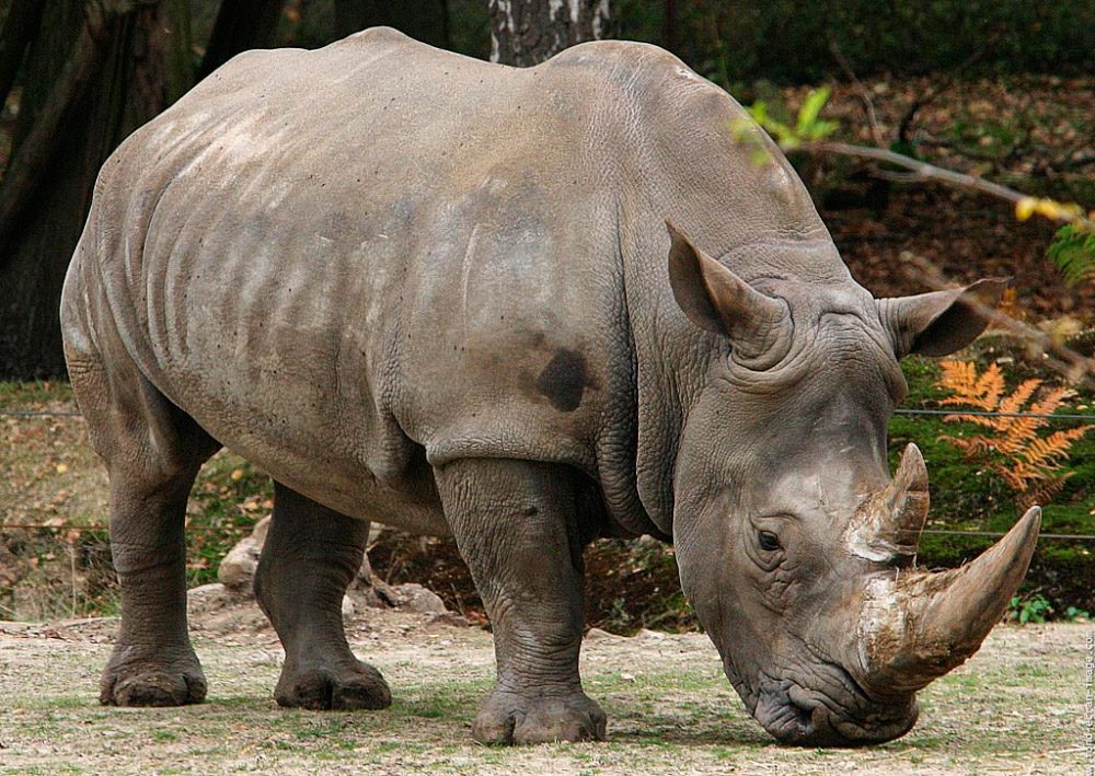 Imagenes del rinoceronte blanco