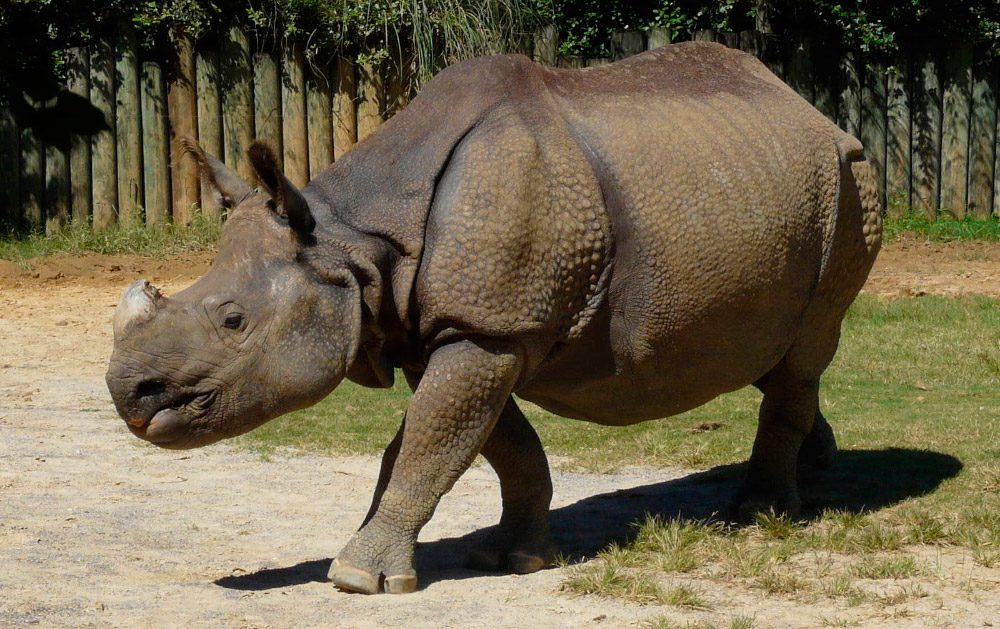 Imagenes del rinoceronte indio