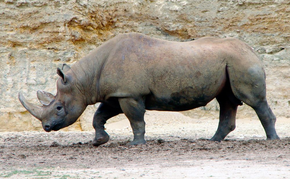 Imagenes del rinoceronte negro africano