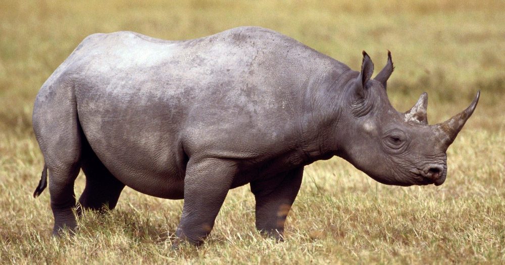 Los cuernos de los rinocerontes