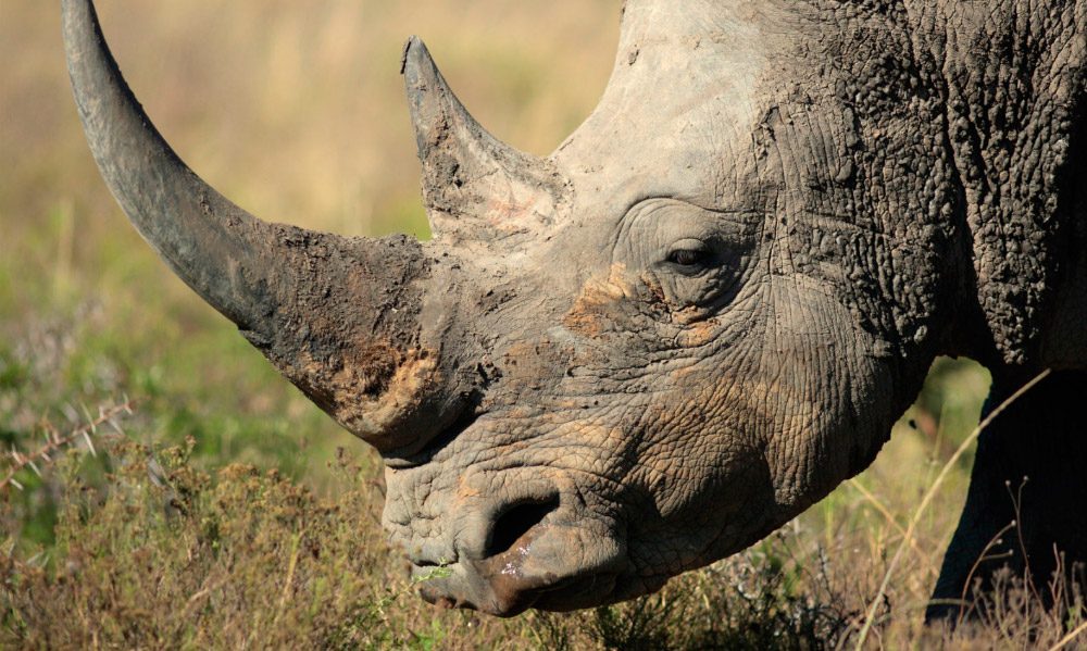 Piel del rinoceronte