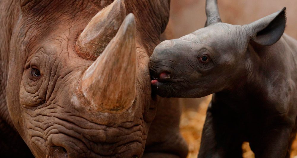 Proteger a los rinocerontes