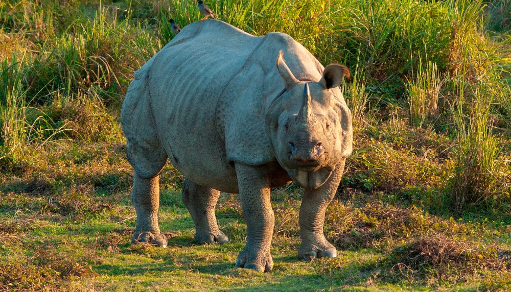 Rinoceronte indio