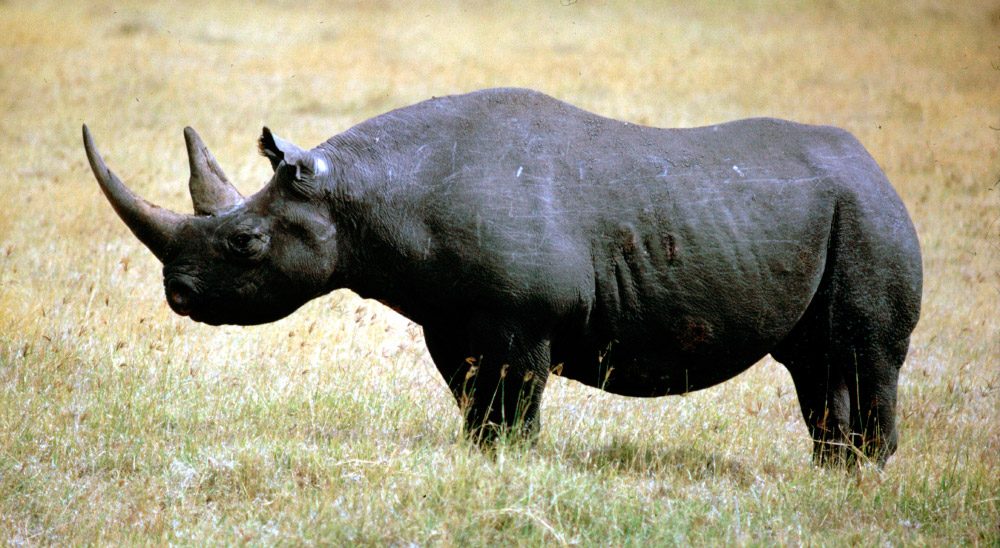 Resultado de imagen de rinoceronte negro