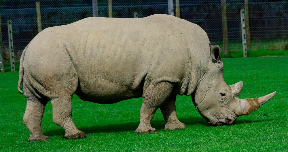 Rinocerontes blancos (Ceratotherium simum)