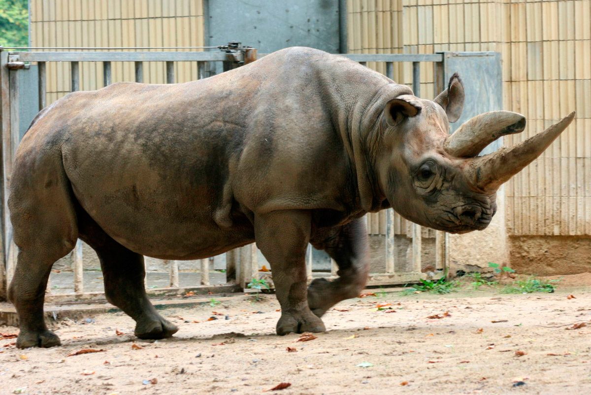 Rinocerontes en imágenes