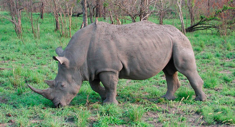 Sentidos de los rinocerontes