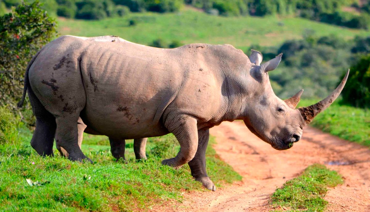 Socialización de los rinocerontes