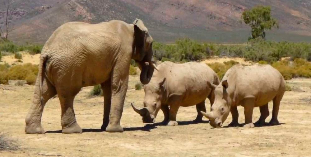 Vídeos de rinocerontes vs elefantes