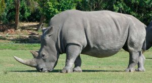 Alimentación de los rinocerontes