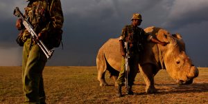 Caza furtiva de los cuernos de los rinocerontes
