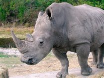 Comportamiento del rinoceronte blanco
