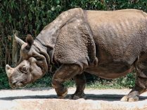 Comportamiento del rinoceronte indio
