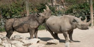 Comportamiento de los rinocerontes