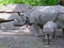 Comportamientos del rinoceronte de Java
