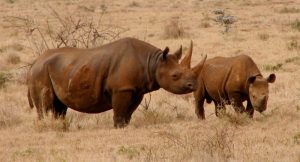 Curiosidades de los rinocerontes