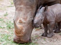 Curiosidades sobre los rinocerontes