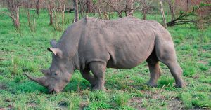 Datos interesantes sobre los rinocerontes y sus cuernos
