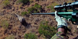 Depredadores de los rinocerontes