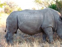 Distribución y hábitat del rinoceronte blanco