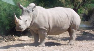 Evolución e historia de los rinocerontes