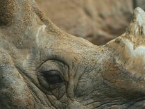 Fotos de cuernos de rinocerontes