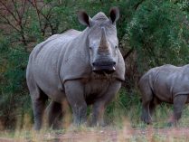 Fotos de rinocerontes en grupo